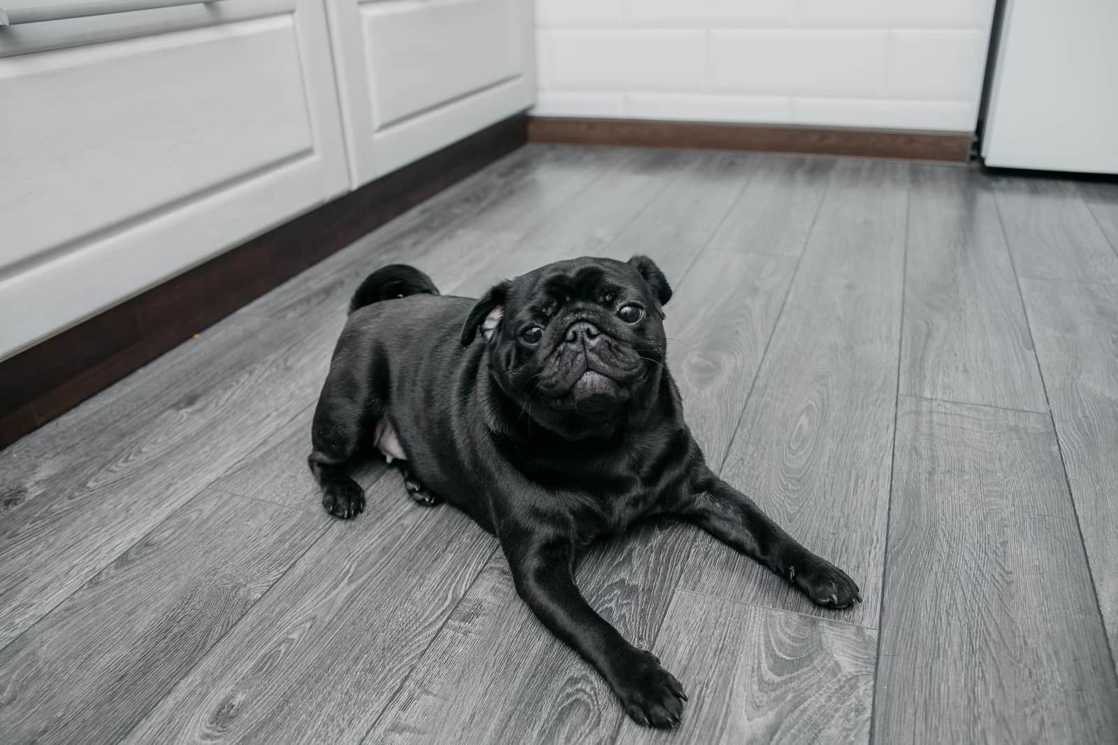 A black pug lying on a wooden kitchen floor